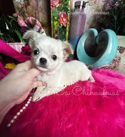 Dollface Casper , a male Chihuahua for sale in Tracy, CA – Photo 2 of 4