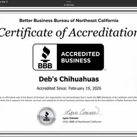 Debs California COTTON, a male Chihuahua for sale in Tracy, CA – Photo 6 of 6