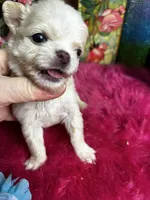 Tiny COTTON L/C, a male Chihuahua for sale in Tracy, CA – Photo 1 of 3