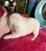 ELF, a male Chihuahua for sale in Tracy, CA – Photo 4 of 4