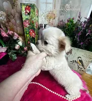 Dollface Casper , a male Chihuahua for sale in Tracy, CA – Photo 1 of 4