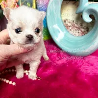 Debs California COTTON, a male Chihuahua for sale in Tracy, CA – Photo 1 of 6