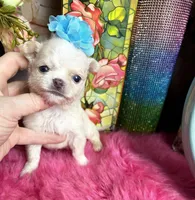Tiny COTTON L/C, a male Chihuahua for sale in Tracy, CA – Photo 2 of 3