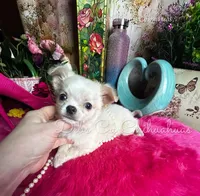 Dollface Casper , a male Chihuahua for sale in Tracy, CA – Photo 3 of 4