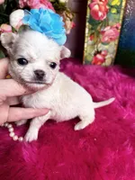 Tiny COTTON L/C, a male Chihuahua for sale in Tracy, CA – Photo 3 of 3