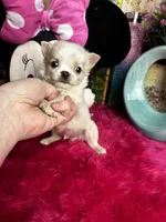 Dollface ELF, a male Chihuahua for sale in Tracy, CA – Photo 2 of 3