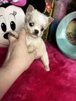 ELF, a male Chihuahua for sale in Tracy, CA – Photo 3 of 4