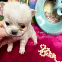 Debs California COTTON, a male Chihuahua for sale in Tracy, CA – Photo 2 of 6