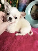 ELF, a male Chihuahua for sale in Tracy, CA – Photo 1 of 4