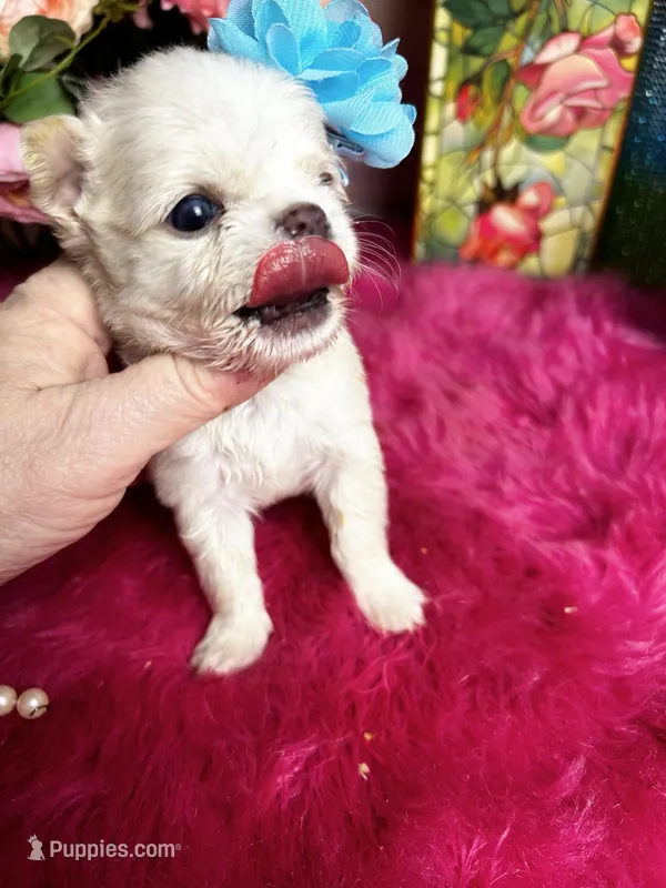 Tiny COTTON , a male Chihuahua for sale in Tracy, CA – Photo 1 of 1