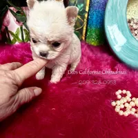 Debs California COTTON, a male Chihuahua for sale in Tracy, CA – Photo 3 of 6