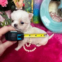 Debs California COTTON, a male Chihuahua for sale in Tracy, CA – Photo 4 of 6