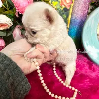 Debs California COTTON, a male Chihuahua for sale in Tracy, CA – Photo 5 of 6