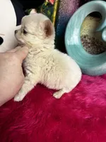 Dollface ELF, a male Chihuahua for sale in Tracy, CA – Photo 3 of 3