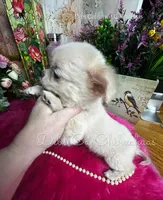 Dollface Casper , a male Chihuahua for sale in Tracy, CA – Photo 4 of 4