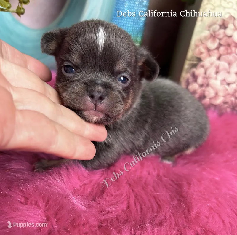 Tiny BLUEJAY  – Chihuahua puppy for sale in Tracy, CA