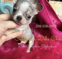 Dollface ROLEX - Pics Parents & 2025 sibling, a male Chihuahua for sale in Tracy, CA – 2 of 7