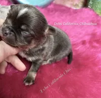 Tiny BLUEJAY , a male Chihuahua for sale in Tracy, CA – 4 of 4