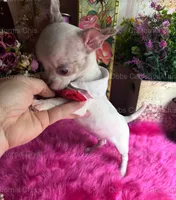 DEB’S California Chis  Little CASPER- 3 Videos! , a male Chihuahua for sale in Tracy, CA – 2 of 10