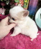 Extraordinary Dollface Boy , a male Chihuahua for sale in Tracy, CA – 2 of 6