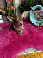 Little COCO , a female Chihuahua for sale in Tracy, CA – 4 of 7