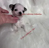  Tiny WEENSY , a female Chihuahua for sale in Tracy, CA – 3 of 3