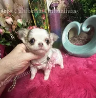 Stunning BEAUTY, a female Chihuahua for sale in Tracy, CA – 6 of 7