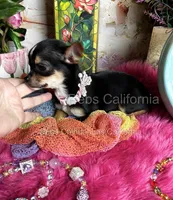 Little CITY GIRL , a female Chihuahua for sale in Tracy, CA – 2 of 5