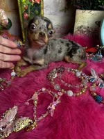 Tiny  CUPCAKE - See 2 Videos, a female Chihuahua for sale in Tracy, CA – 8 of 10