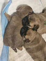 Rugar AKC, a male Pug for sale in Gadsden, AL – Photo 3 of 3