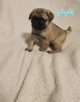 Rugar AKC, a male Pug for sale in Gadsden, AL – Photo 1 of 3