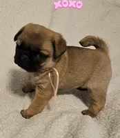 Pinky AKC, a female Pug for sale in Gadsden, AL – Photo 1 of 3