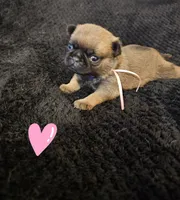 Pinky reserved, a female Pug for sale in Gadsden, AL – Photo 1 of 2