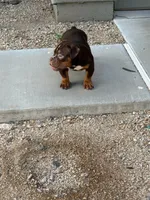 Bear, a male English Bulldog for sale in Tempe, AZ – 2 of 3