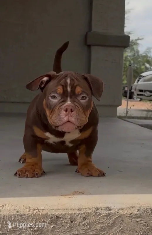 Bear – English Bulldog puppy for sale in Tempe, AZ