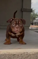 Bear, a male English Bulldog for sale in Tempe, AZ – 1 of 3