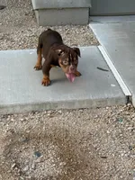 Bear, a male English Bulldog for sale in Tempe, AZ – 3 of 3