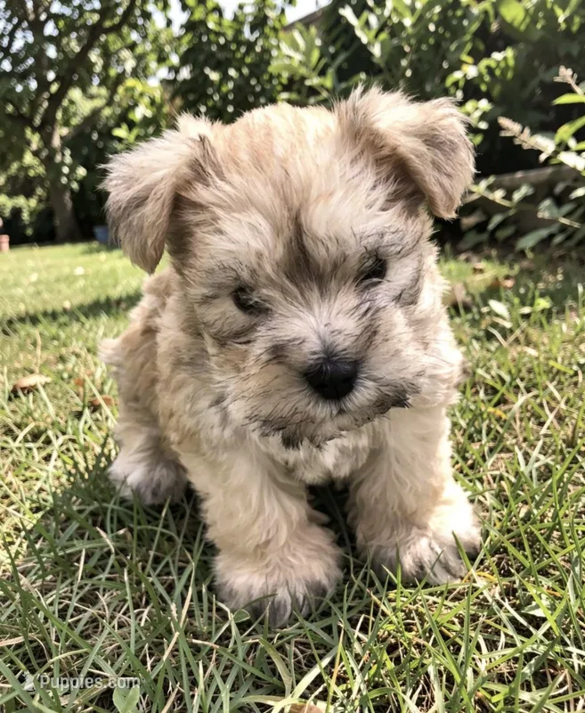 Sable  – Miniature Schnauzer puppy for sale in Atlanta, GA