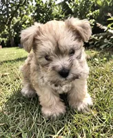 Sable , a male Miniature Schnauzer for sale in Atlanta, GA – 1 of 1