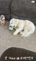 Cookie, a male Bichon Frise for sale in Blanchester, OH – 2 of 3