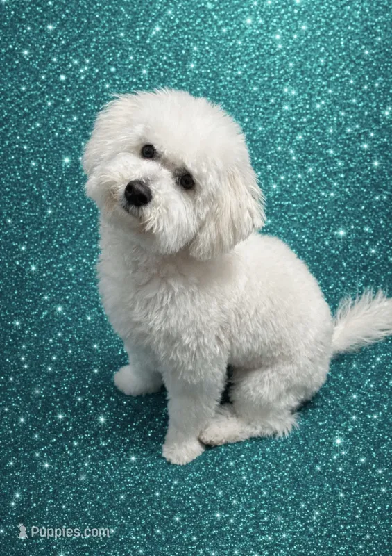 Cookie – Bichon Frise puppy for sale in Blanchester, OH