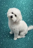 Cookie, a male Bichon Frise for sale in Blanchester, OH – 1 of 3