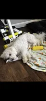 Cookie, a male Bichon Frise for sale in Blanchester, OH – 3 of 3