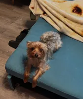 Marley, a male Yorkshire Terrier for sale in East Lansing, MI – 4 of 4