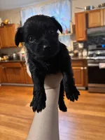 Chanel, a female Scottish Terrier and Yorkshire Terrier for sale in East Lansing, MI – 2 of 2