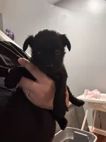 Chanel, a female Scottish Terrier and Yorkshire Terrier for sale in East Lansing, MI – 1 of 2
