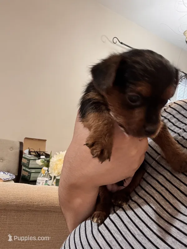 Marley – Scottish Terrier, Yorkshire Terrier puppy for sale in East Lansing, MI