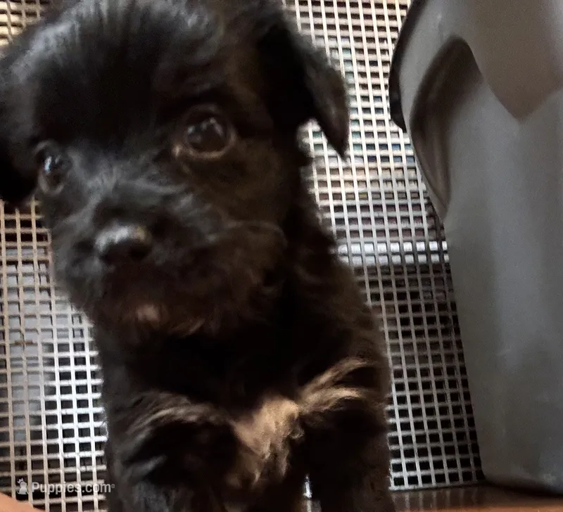 Mochi – Scottish Terrier, Yorkshire Terrier puppy for sale in East Lansing, MI