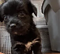 Mochi, a female Scottish Terrier and Yorkshire Terrier for sale in East Lansing, MI – 1 of 1