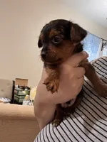 Marley, a male Scottish Terrier and Yorkshire Terrier for sale in East Lansing, MI – 2 of 2